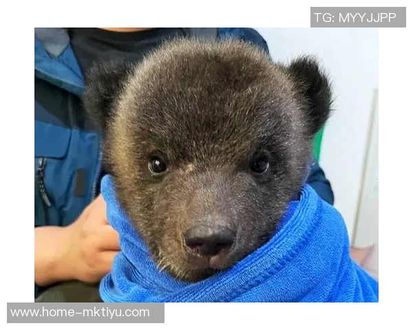 棕熊与黑熊的生存竞争与生态角色探讨及其对自然环境的影响分析